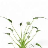 Nahaufnahme eines Blatts von Alocasia 'Tiny Dancers' vor weißem Hintergrund.