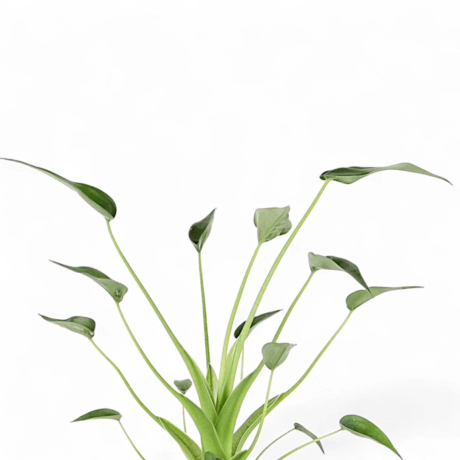 Nahaufnahme eines Blatts von Alocasia 'Tiny Dancers' vor weißem Hintergrund.