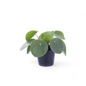 Pilea peperomioides – Topfpflanze im Kulturtopf vor weißem Hintergrund, Produktfoto 4.