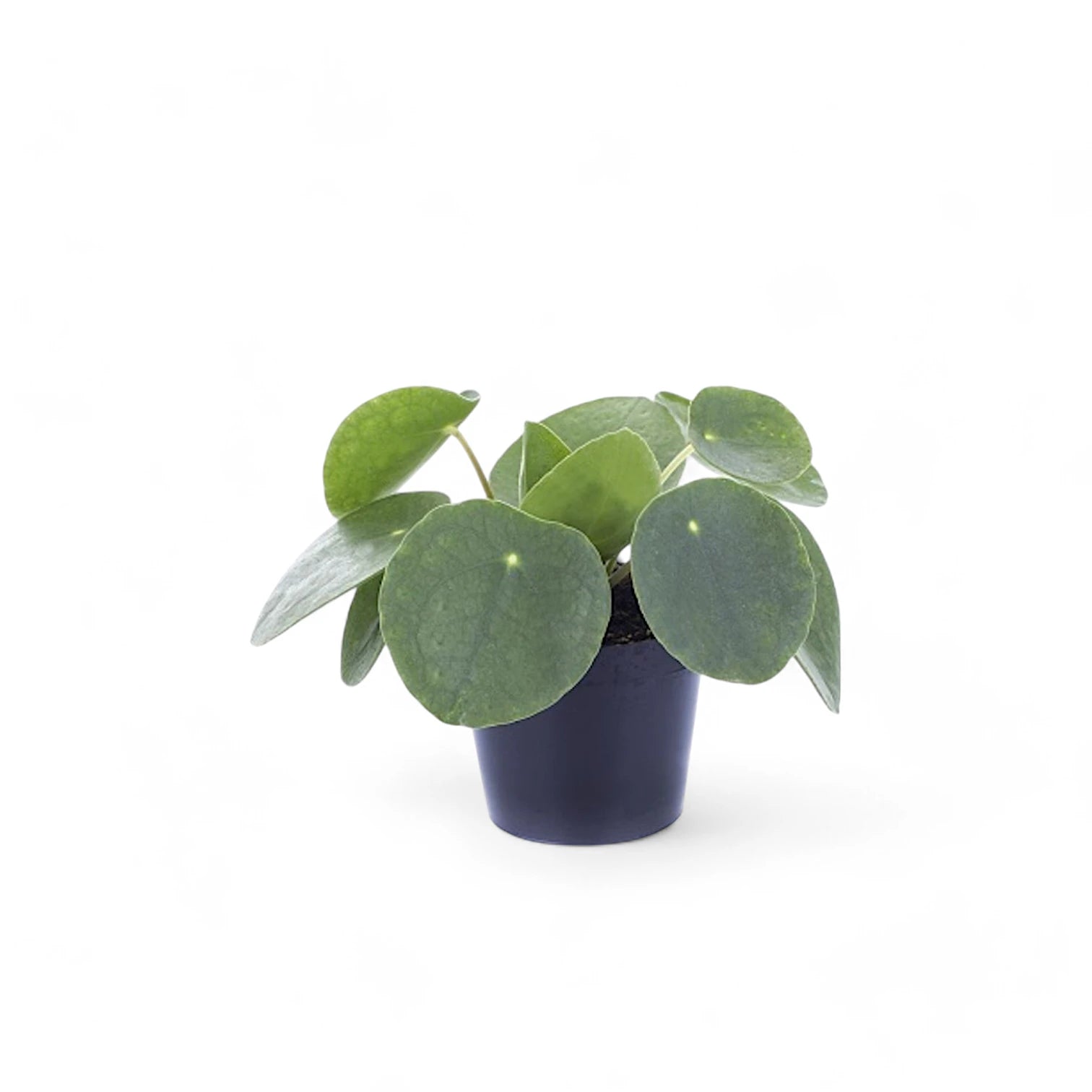 Pilea peperomioides – Topfpflanze im Kulturtopf vor weißem Hintergrund, Produktfoto 4.