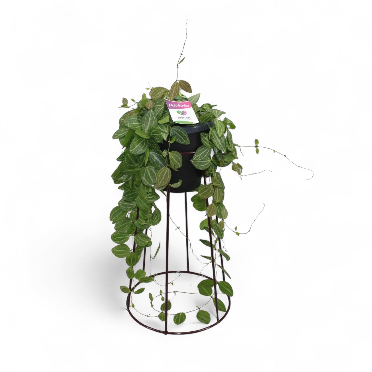 Dischidia ovata 'Melon' potted houseplant in nursery pot on white background, product photo 3.