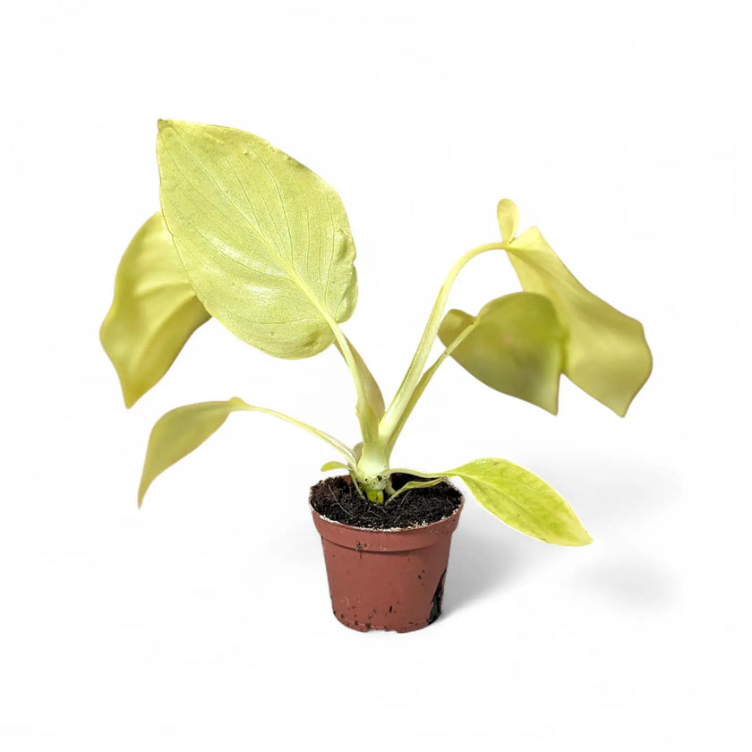 Philodendron warszewiczii 'Flavum' ('Aurea') potted houseplant in nursery pot on white background, product photo 2.