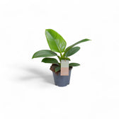 Philodendron 'Imperial Green' – Zimmerpflanze im Kulturtopf auf weißem Hintergrund, Produktfoto 3.