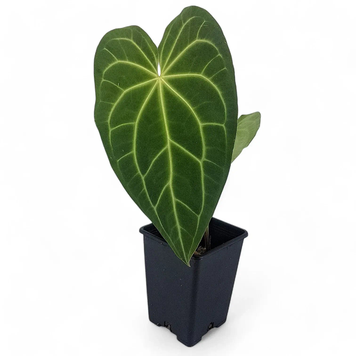 Anthurium magnificum – Topfpflanze im Kulturtopf vor weißem Hintergrund, Produktfoto 2.