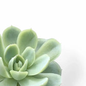 Nahaufnahme eines Blatts von Echeveria elegans vor weißem Hintergrund.