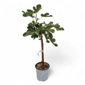 Ficus carica – Topfpflanze im Kulturtopf vor weißem Hintergrund, Produktfoto 4.