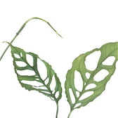 Monstera obliqua (Peru) potted houseplant in nursery pot on white background, product photo 6.