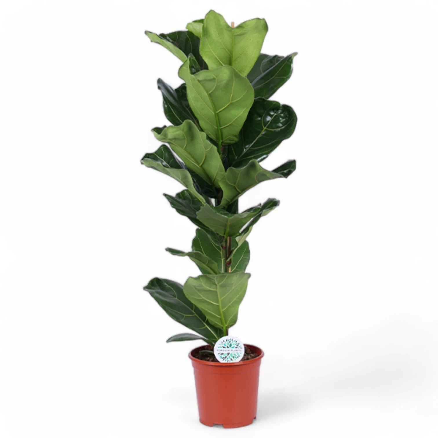 Ficus lyrata – Topfpflanze im Kulturtopf vor weißem Hintergrund, Produktfoto 10.