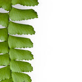 Nahaufnahme eines Wedels von Didymochlaena truncatula vor weißem Hintergrund.