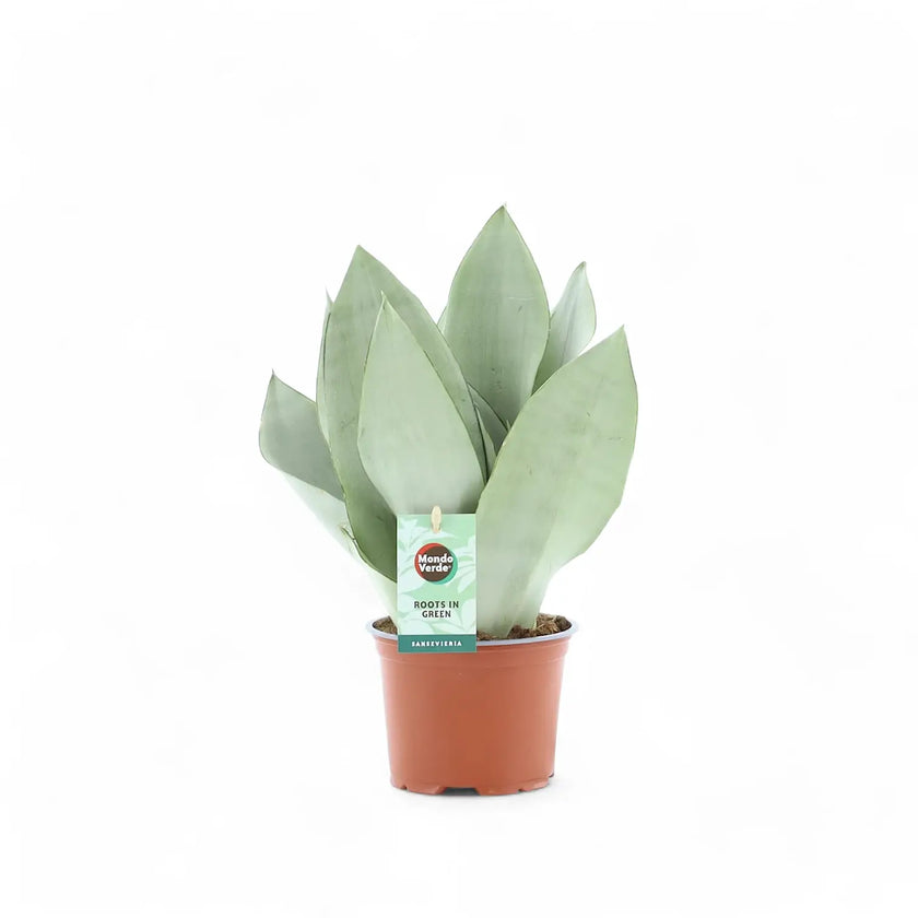 Dracaena (Sansevieria) trifasciata 'Moonshine' potted houseplant in nursery pot on white background, product photo 4.