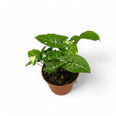 Syngonium podophyllum 'Panda' – Zimmerpflanze im Kulturtopf auf weißem Hintergrund, Produktfoto 2.