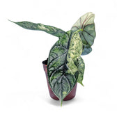 Alocasia baginda 'Dragon scale' Mint Variegata – Zimmerpflanze im Kulturtopf auf weißem Hintergrund, Produktfoto 3.