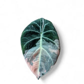Alocasia reginula Pink Variegated potted houseplant in nursery pot on white background, product photo 3.