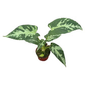 Schismatoglottis pusilla potted houseplant in nursery pot on white background, product photo 2.