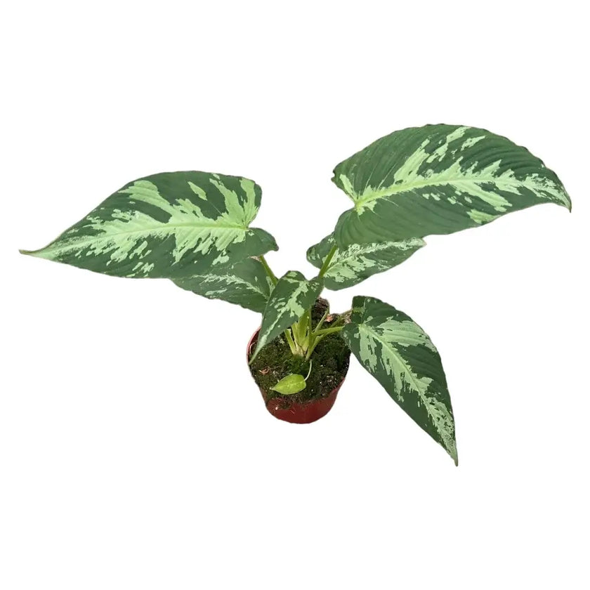 Schismatoglottis pusilla potted houseplant in nursery pot on white background, product photo 2.