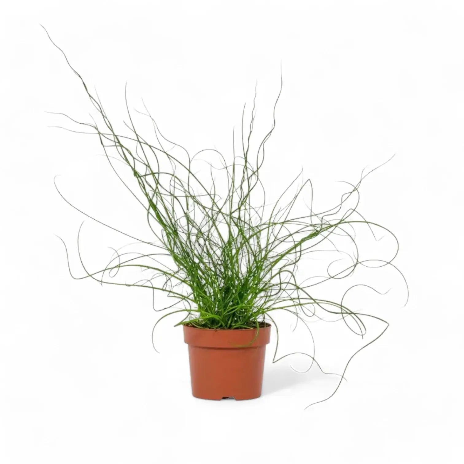 Juncus effusus 'Spiralis' ('Liebeslocken') potted houseplant in nursery pot on white background, product photo 3.