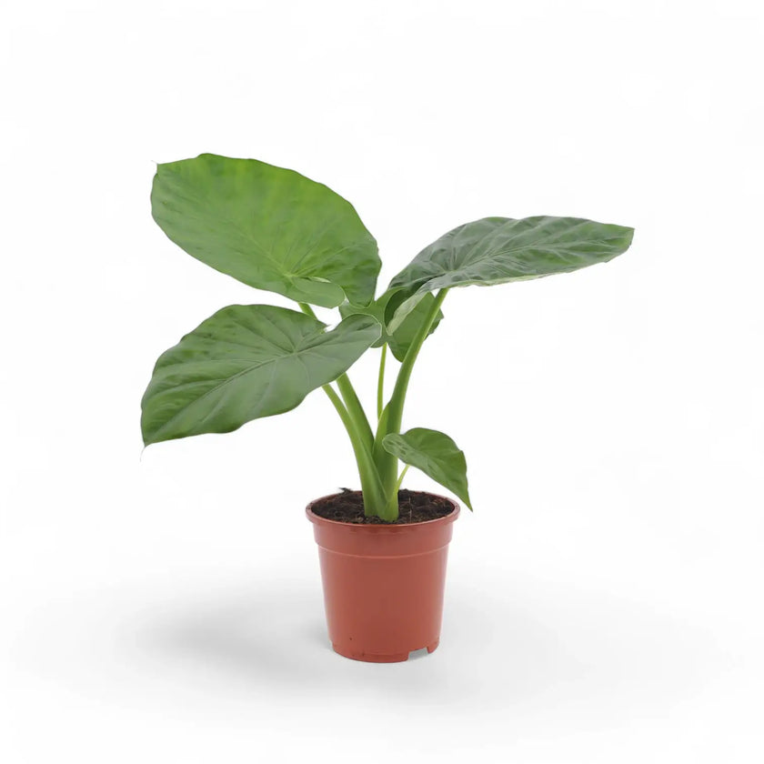 Alocasia macrorrhizos potted houseplant in nursery pot on white background, product photo 2.