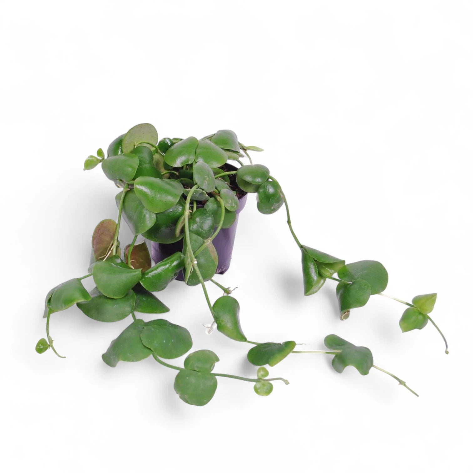 Dischidia platyphylla – Topfpflanze im Kulturtopf vor weißem Hintergrund, Produktfoto 2.