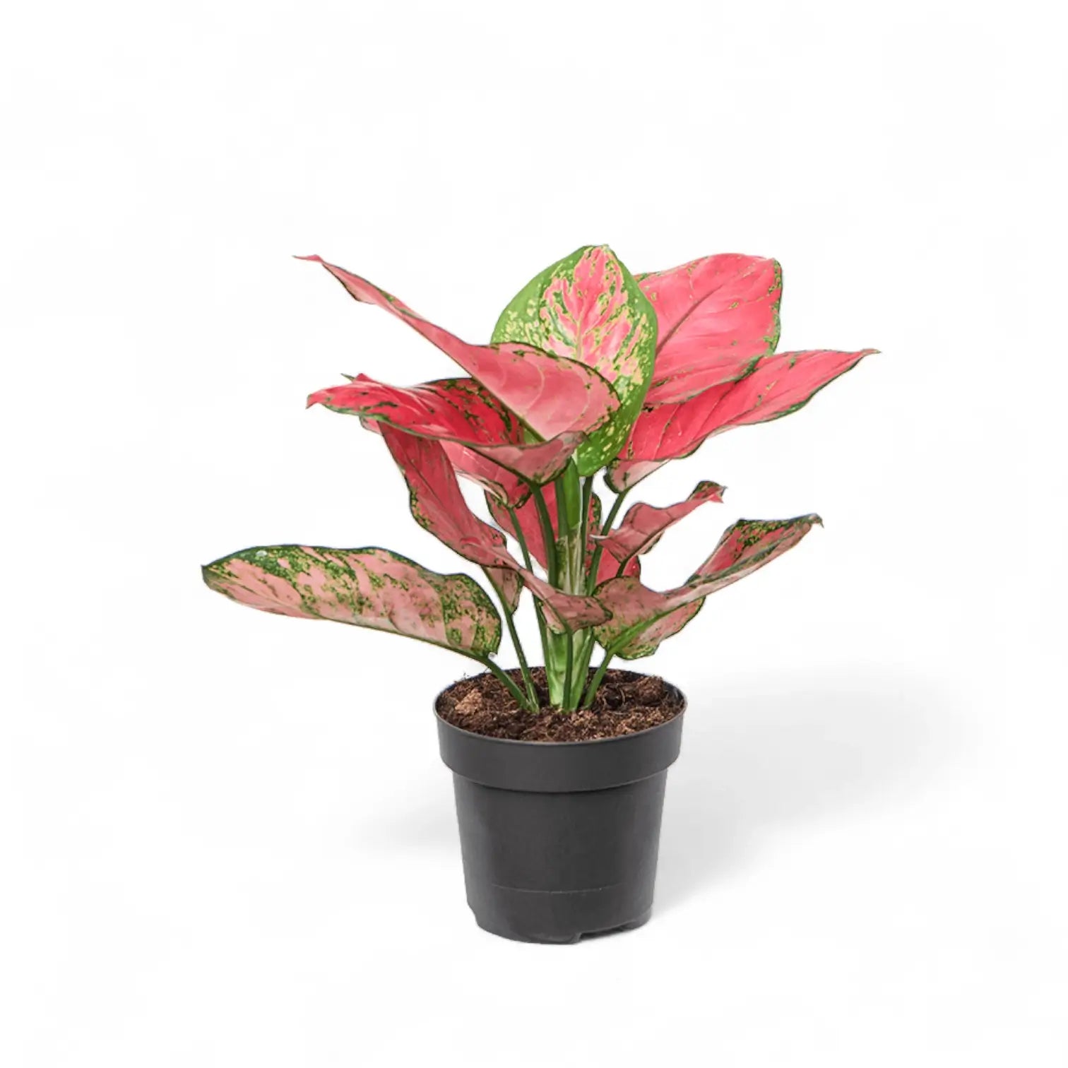 Aglaonema 'Red Joy' – Topfpflanze im Kulturtopf vor weißem Hintergrund, Produktfoto 3.