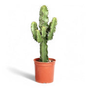 Euphorbia abyssinica var. erythraeae potted houseplant in nursery pot on white background, product photo 3.