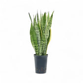 Dracaena (Sansevieria) trifasciata 'Laurentii' potted houseplant in nursery pot on white background, product photo 12.