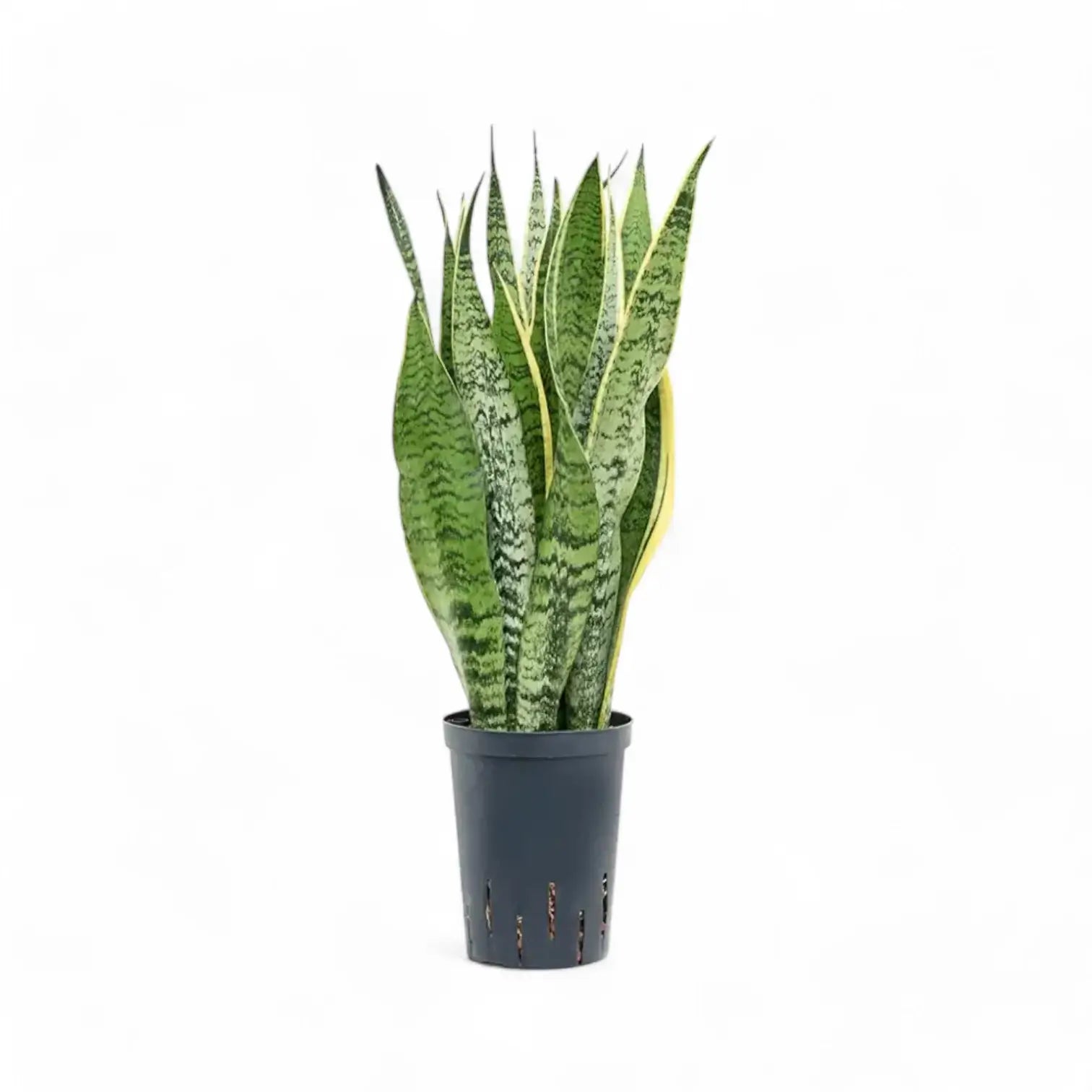 Dracaena (Sansevieria) trifasciata 'Laurentii' potted houseplant in nursery pot on white background, product photo 12.