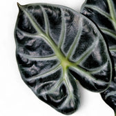 Alocasia ‘Balloon Heart’ – Zimmerpflanze im Kulturtopf auf weißem Hintergrund, Produktfoto 5.