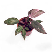 Philodendron 'Pink princess Marble' potted houseplant in nursery pot on white background, product photo 9.