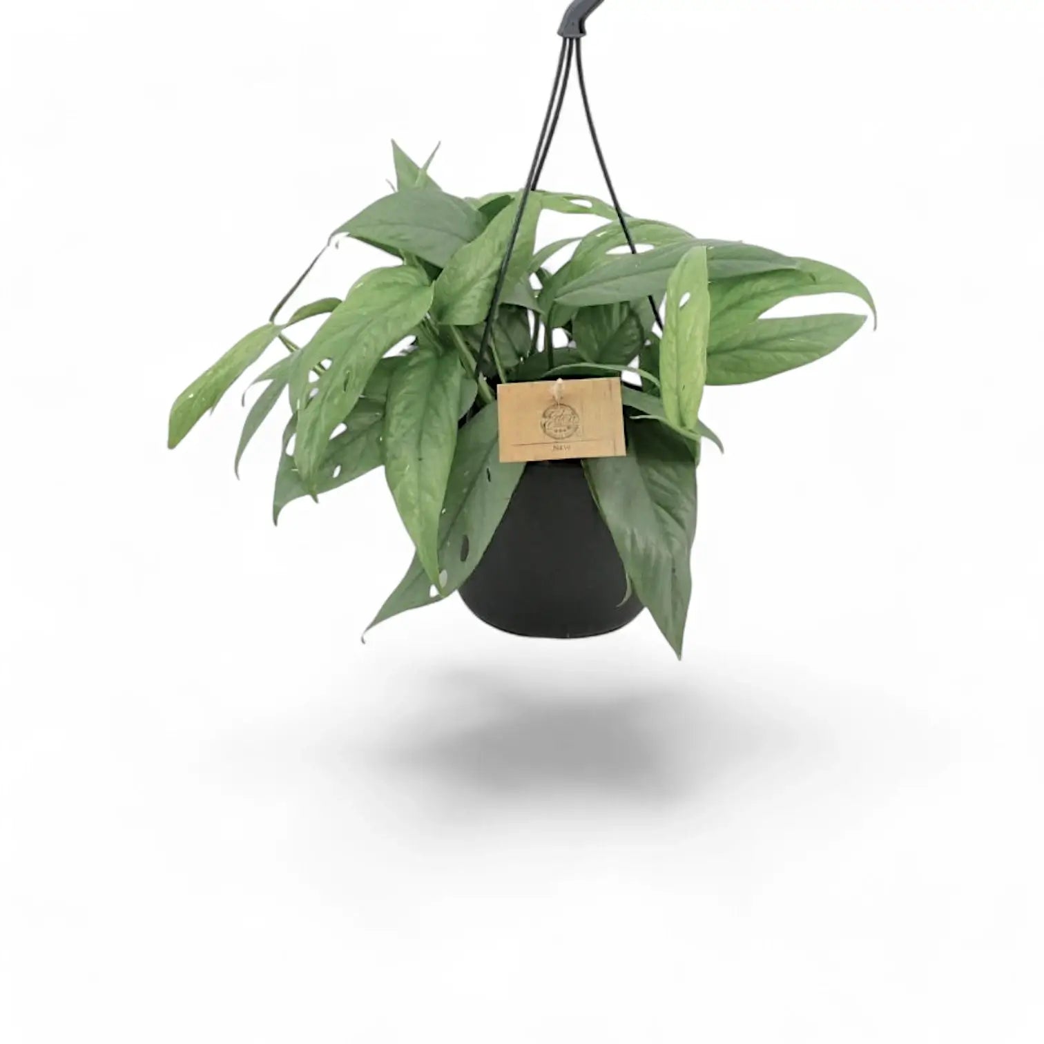 Epipremnum pinnatum 'Cebu Blue' – Topfpflanze im Kulturtopf vor weißem Hintergrund, Produktfoto 4.