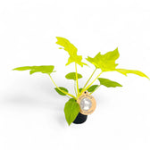 Philodendron warszewiczii 'Flavum' ('Aurea') potted houseplant in nursery pot on white background, product photo 6.