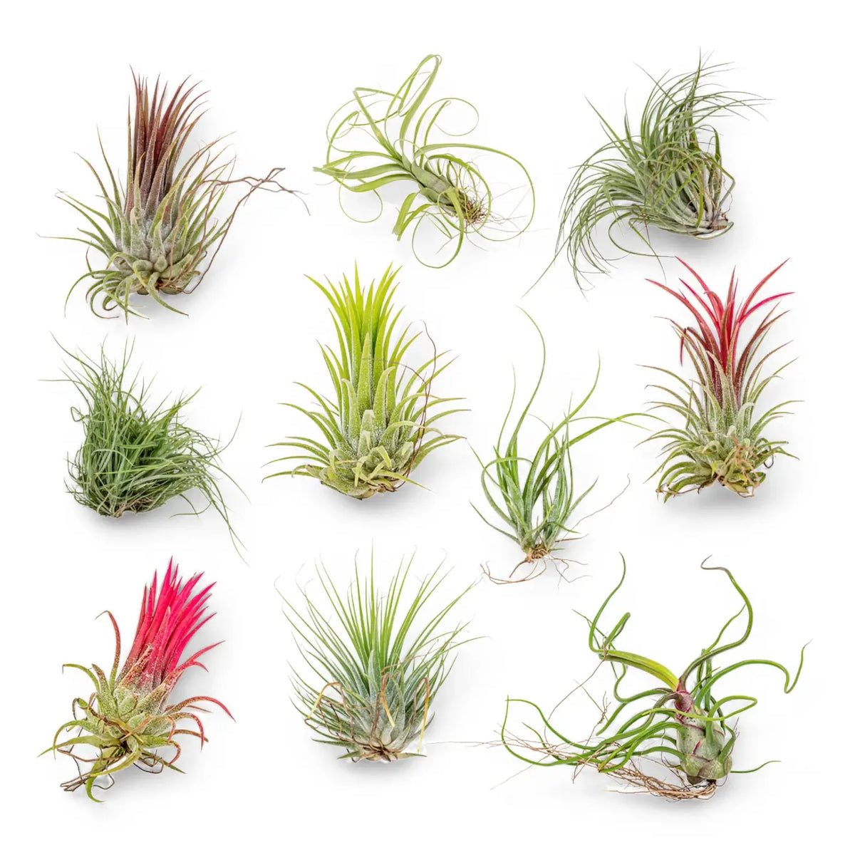 10 x Tillandsia Air Plants leaf close-up on white background.