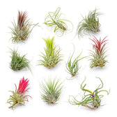 10 x Tillandsia Air Plants leaf close-up on white background.