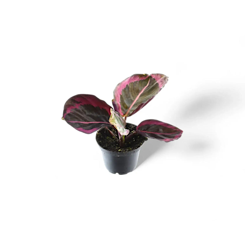 Goeppertia (Calathea) roseopicta 'Surprise Star' ('Princess Jessie') potted houseplant in nursery pot on white background, product photo 3.