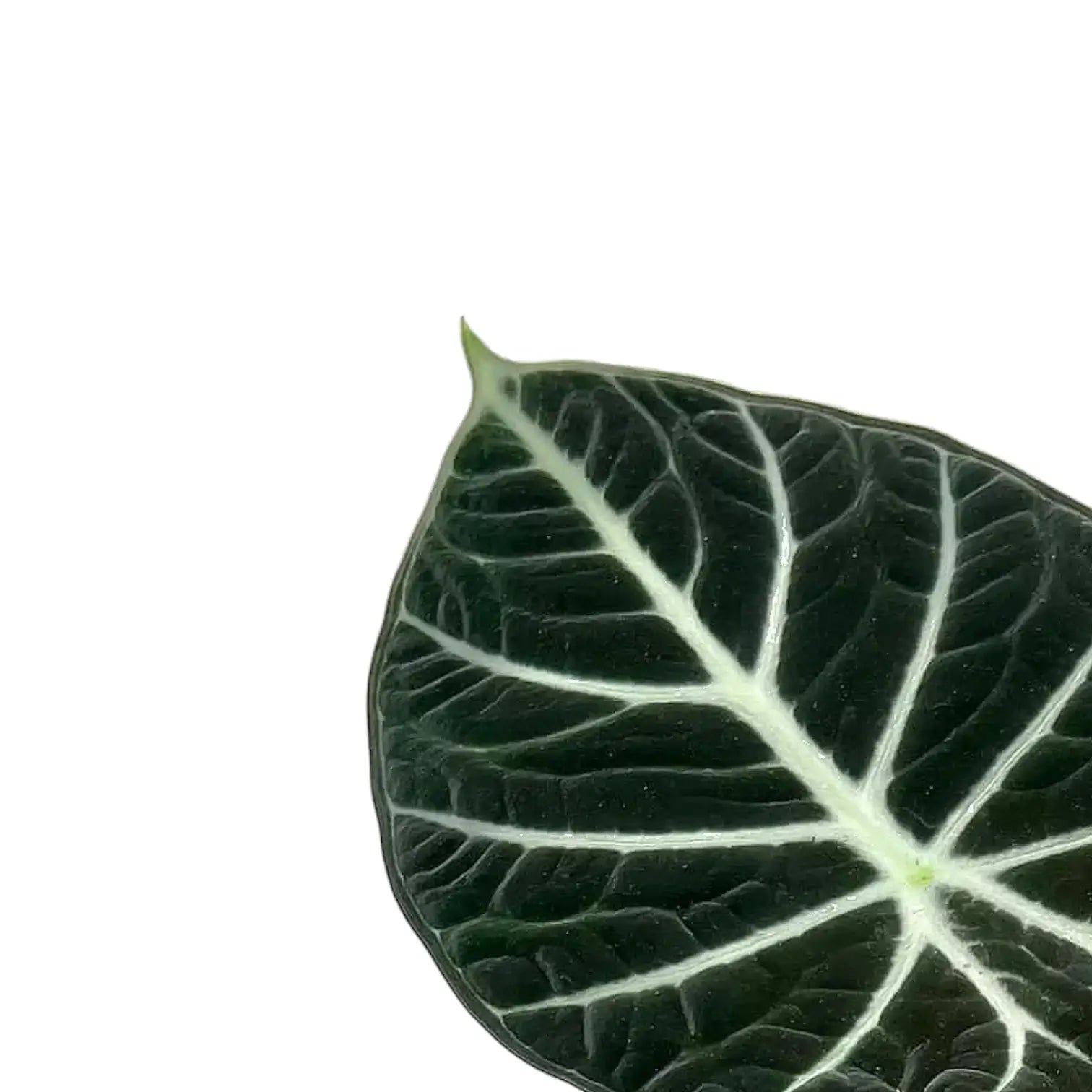 Alocasia reginula 'Ninja' – Topfpflanze im Kulturtopf vor weißem Hintergrund, Produktfoto 5.