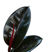 Ficus elastica 'Abidjan' potted houseplant in nursery pot on white background, product photo 2.