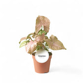 Syngonium podophyllum 'Neon' – Zimmerpflanze im Kulturtopf auf weißem Hintergrund, Produktfoto 6.