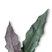 Alocasia lauterbachiana potted houseplant in nursery pot on white background, product photo 5.