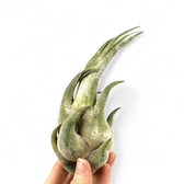 Tillandsia seleriana potted houseplant in nursery pot on white background, product photo 4.