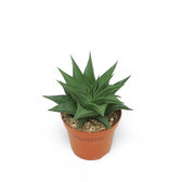 Haworthiopsis limifolia – Zimmerpflanze im Kulturtopf auf weißem Hintergrund, Produktfoto 5.