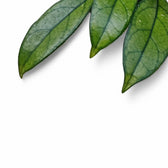 Nahaufnahme eines Blatts von Hoya crassipetiolata vor weißem Hintergrund.