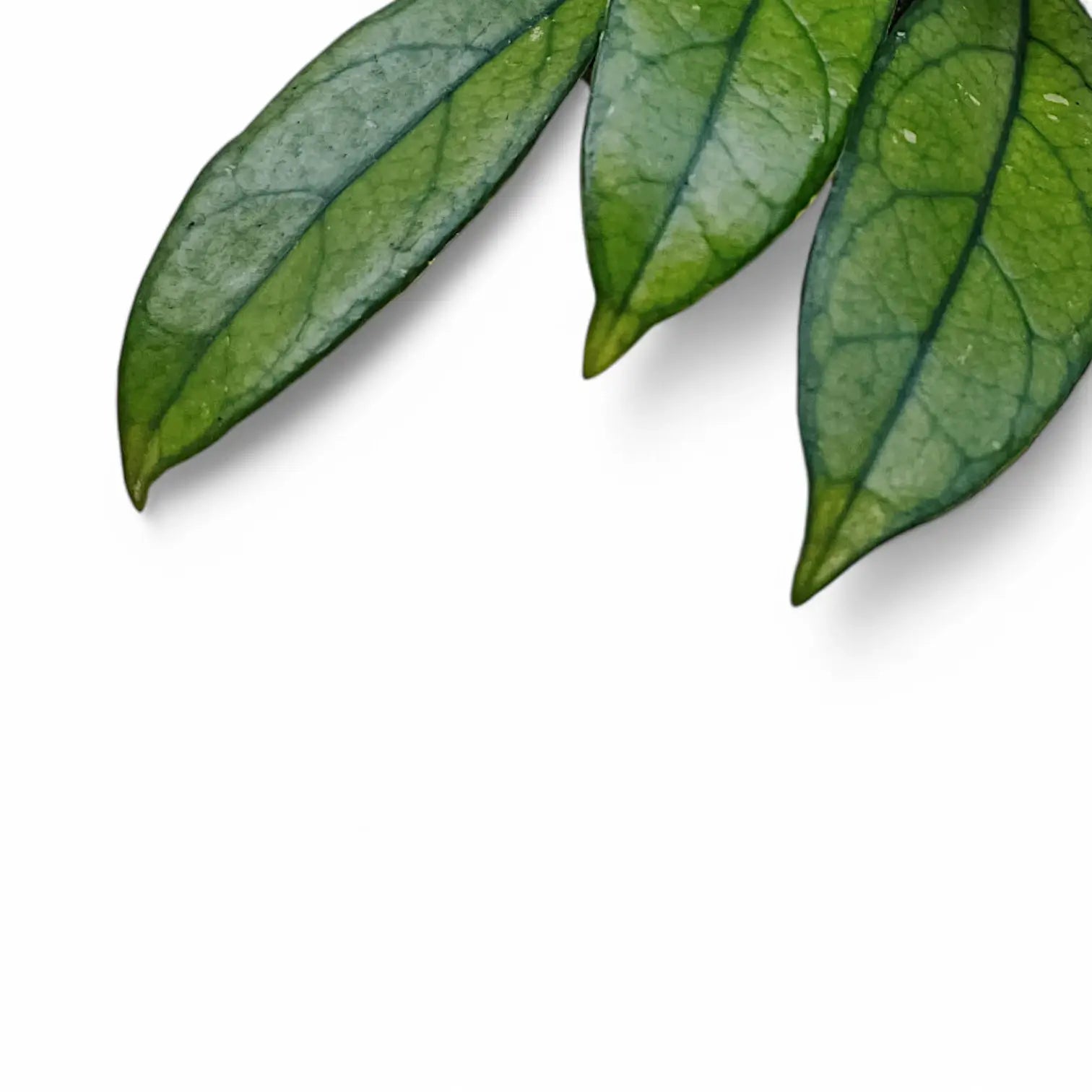 Nahaufnahme eines Blatts von Hoya crassipetiolata vor weißem Hintergrund.