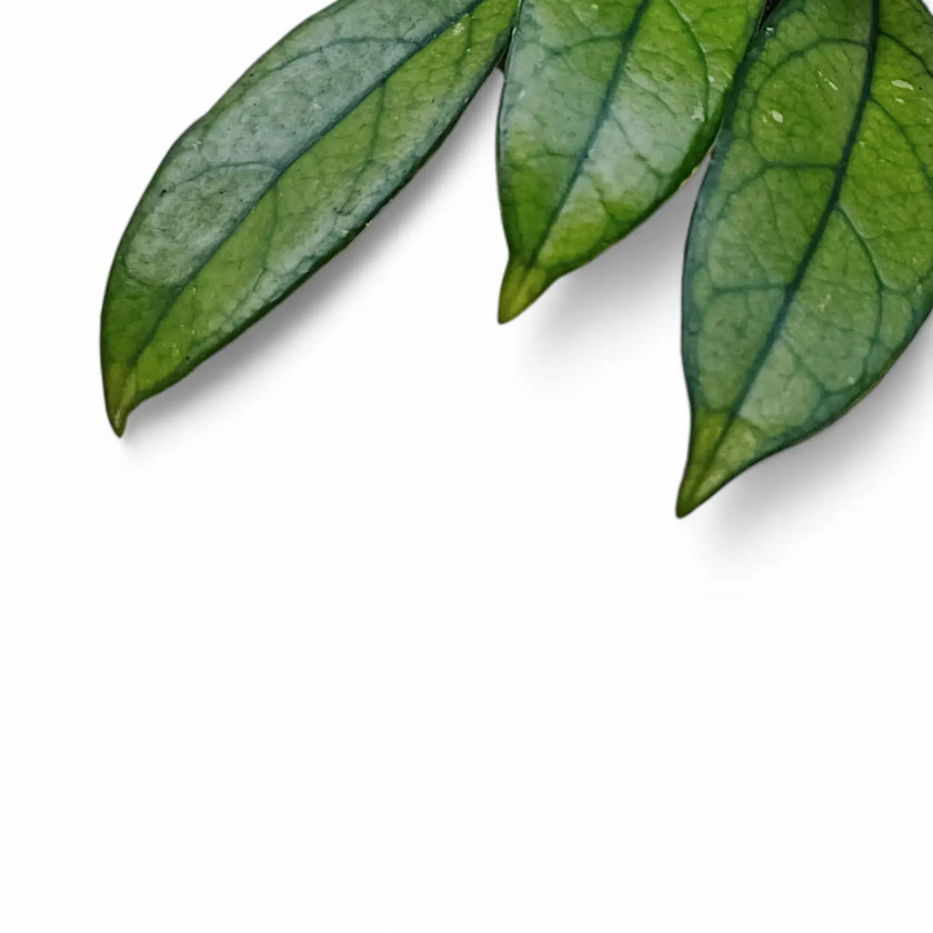 Hoya crassipetiolata leaf close-up on white background.