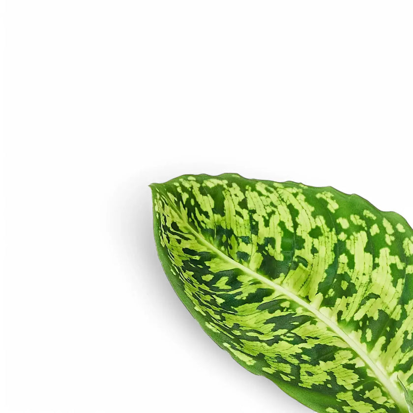 Dieffenbachia seguine 'Reflector' leaf close-up on white background.