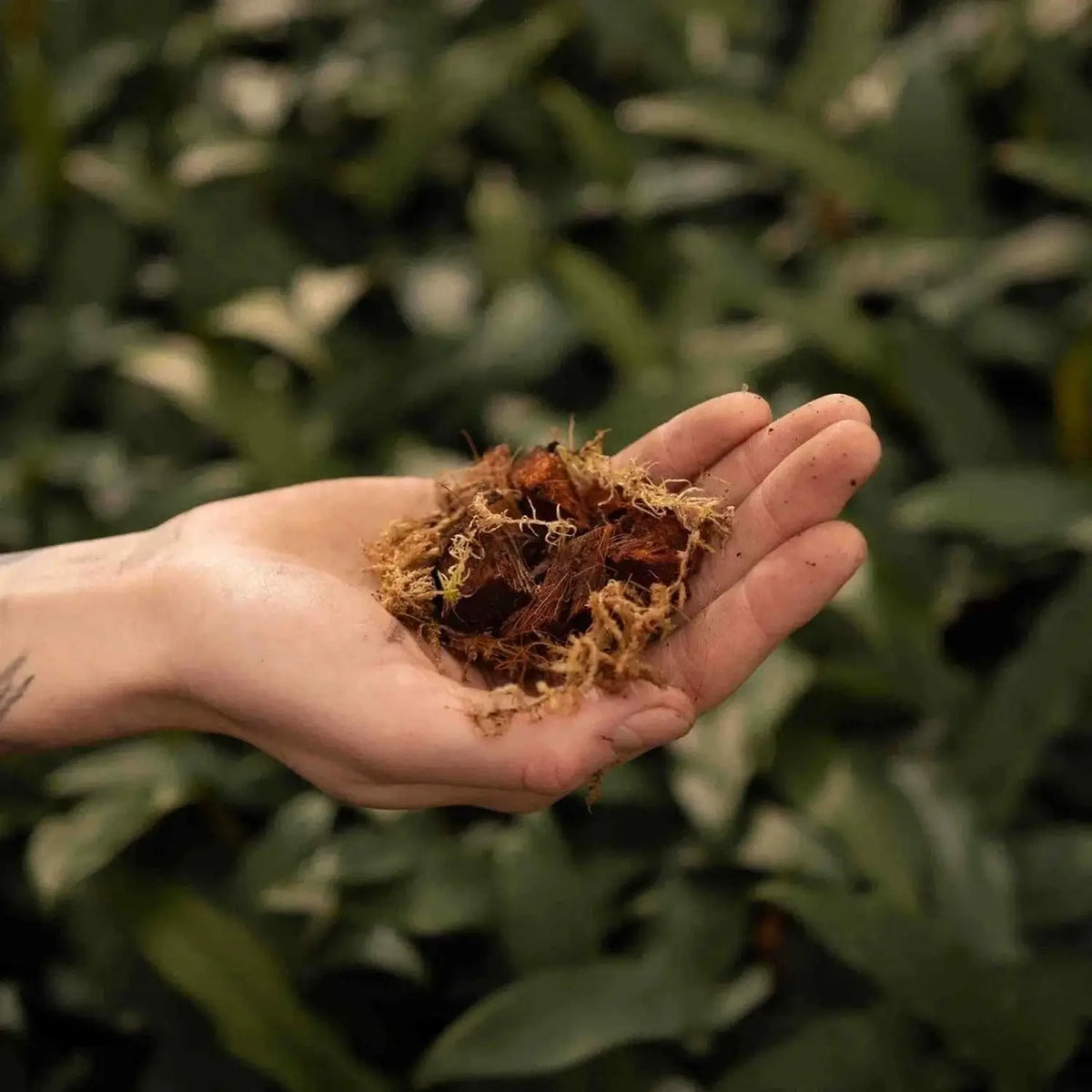 Orchid Potting Mix on white background, product photo 4.