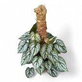 Philodendron brandtianum potted houseplant in nursery pot on white background, product photo 7.