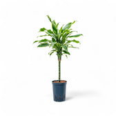 Dracaena fragrans 'Golden Coast' potted houseplant in nursery pot on white background, product photo 6.