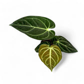 Anthurium regale – Topfpflanze im Kulturtopf vor weißem Hintergrund, Produktfoto 14.