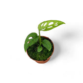 Monstera 'Esqueleto' – Zimmerpflanze im Kulturtopf auf weißem Hintergrund, Produktfoto 3.