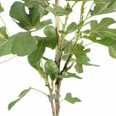 Ficus carica – Topfpflanze im Kulturtopf vor weißem Hintergrund, Produktfoto 6.