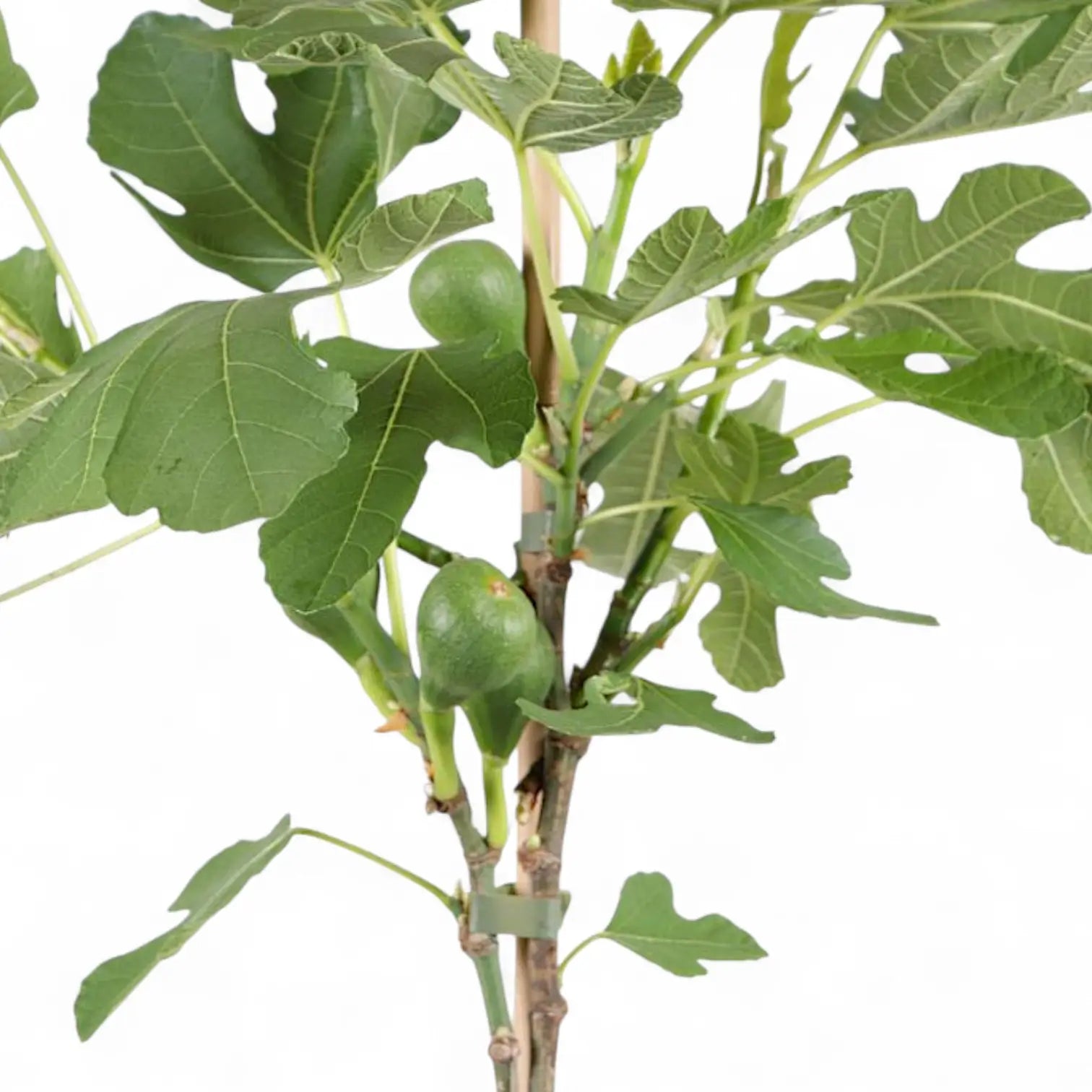 Ficus carica – Topfpflanze im Kulturtopf vor weißem Hintergrund, Produktfoto 6.